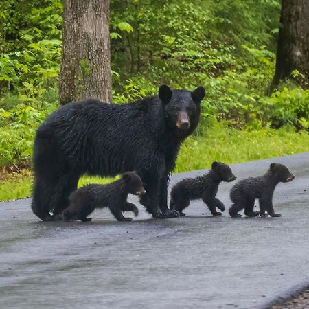 Heavenly Bear, Hot Tub, 1089 Of Free Attraction Tickets For Each Paid Day, Dollywood And More Sevierville Luaran gambar
