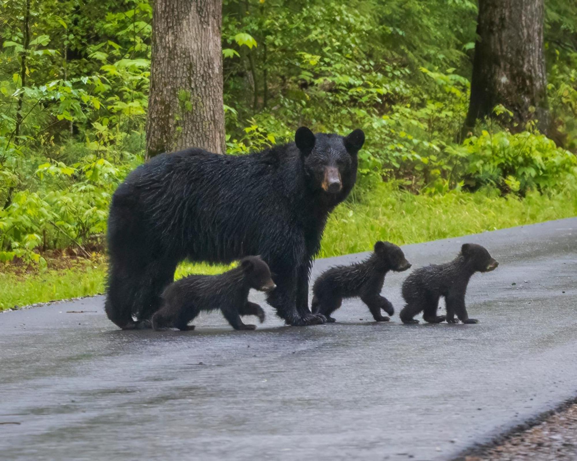 Heavenly Bear, Hot Tub, 1089 Of Free Attraction Tickets For Each Paid Day, Dollywood And More Sevierville Luaran gambar
